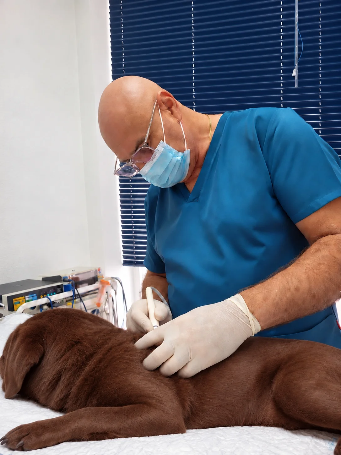 Олег Гарькавый осматривает коричневого лабрадора в DOCVET